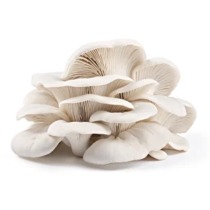 Elm Oyster Liquid Culture