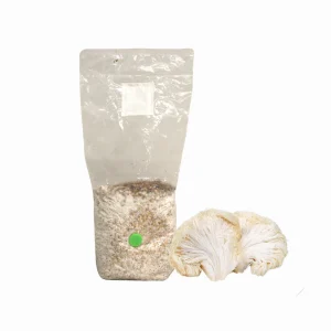 Lion's Mane Grain Spawn Bag