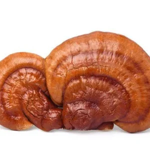 Reishi Liquid Culture